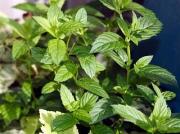 Propiedades de Mentha haplocalix en la Medicina China